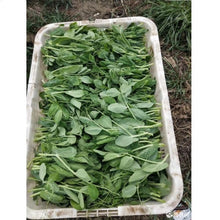 將圖片載入圖庫檢視器 和記 豆苗/斤 W00291060780939 1斤
