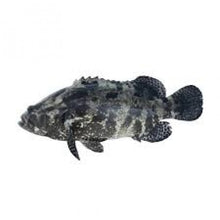 將圖片載入圖庫檢視器 權利海鮮 拗虎杉(大條虎杉) K00261060780940 1條

